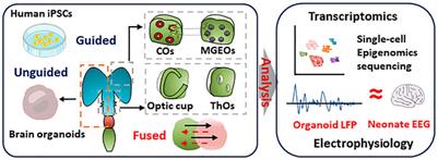 Genetic and Epigenetic Regulation of Brain Organoids